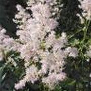 Astilbe (pink) | Pink astilbe (false goat’s‑beard) | Pond Side Plant